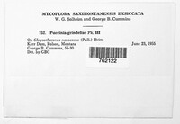 Puccinia grindeliae image